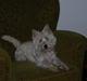 West highland white terrier Oscar