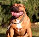 Staffordshire bull terrier Jeanty's staff Hooch