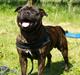Staffordshire bull terrier Loui