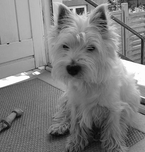 West highland white terrier Sisse billede 1