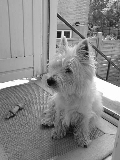 West highland white terrier Sisse billede 2