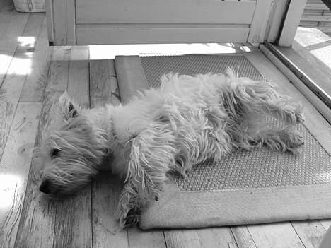West highland white terrier Sisse billede 3