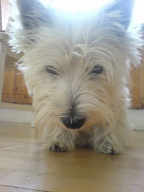 West highland white terrier Sisse billede 4