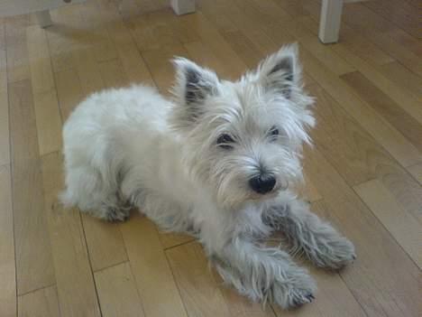 West highland white terrier Sisse billede 5