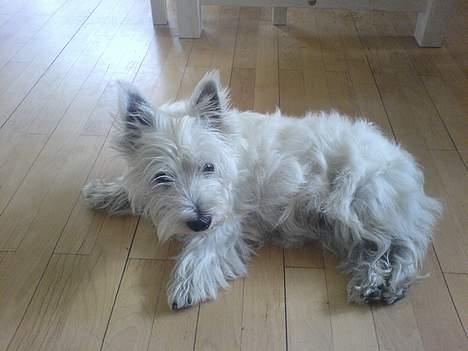 West highland white terrier Sisse billede 6