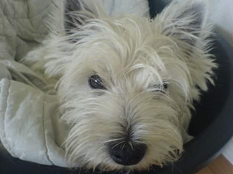 West highland white terrier Sisse billede 7