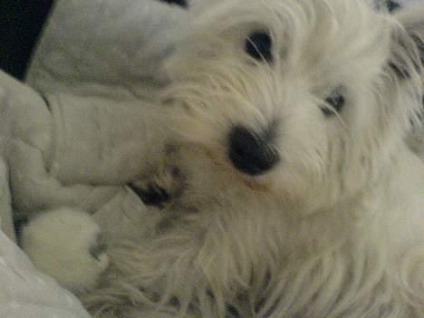 West highland white terrier Sisse billede 8