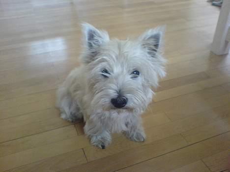 West highland white terrier Sisse billede 9