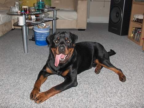 Rottweiler Laban billede 3