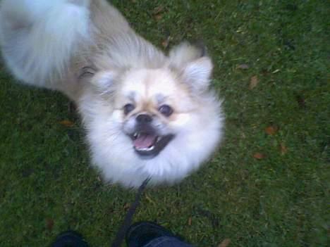 Pekingeser Lotus - Lotus forpustet og glad i parken :) November 2005 billede 9