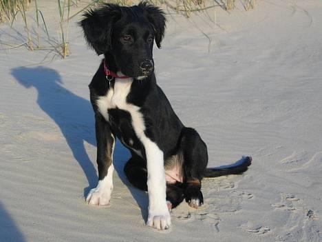Blanding af racer Nova - På stranden...det bedste sted i verden! billede 1