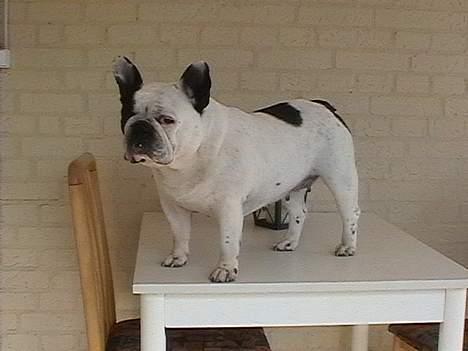 Fransk bulldog Bullmarks Selma de Struve - Står pænt for fotografen billede 7