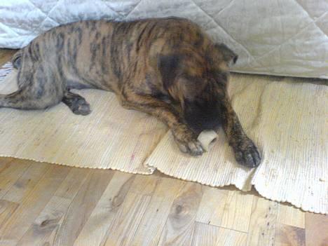 Blanding af racer Tjalfe - Nu Uden Klodser* - Haha, Har Fundet Fedde´s Gamle Kødben HAHAHAHA billede 6