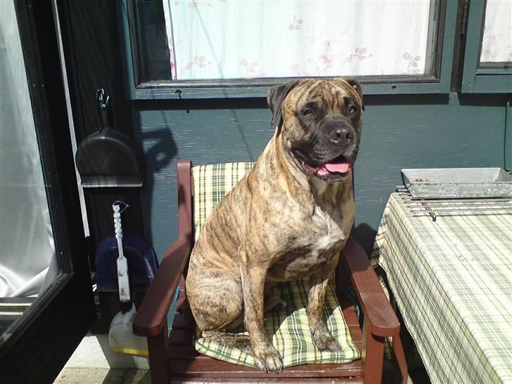 Blanding af racer Tjalfe - Nu Uden Klodser* - En tur i skoven billede 7