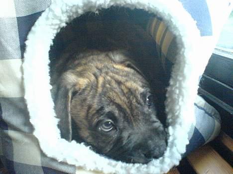 Blanding af racer Tjalfe - Nu Uden Klodser* - Her ligger jeg så i kattenes hule - dejlig blød Hehe kun 7,5 uger billede 8