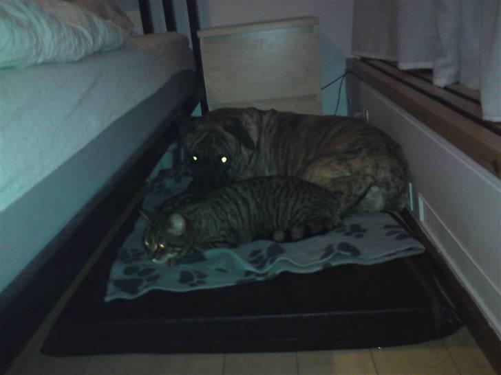 Blanding af racer Tjalfe - Nu Uden Klodser* - Jeg Vil Meeeed :) billede 9