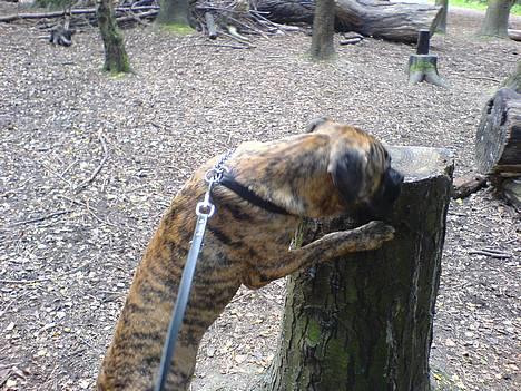 Blanding af racer Tjalfe - Nu Uden Klodser* - Wrrrr Nu Skal Jeg Æde Dig ....  billede 10