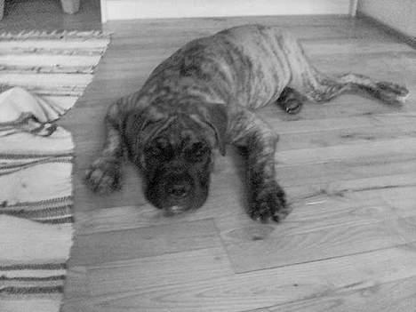 Blanding af racer Tjalfe - Nu Uden Klodser* - gået død på gulvet :)  billede 11