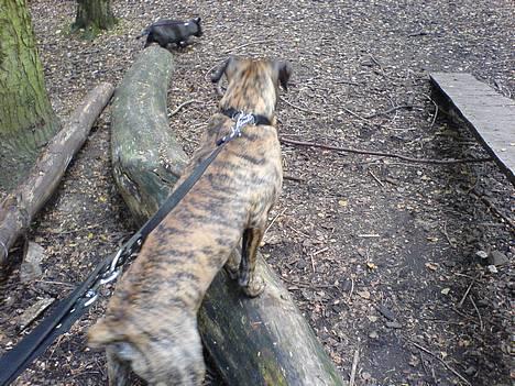 Blanding af racer Tjalfe - Nu Uden Klodser* - Tur I Skoven..  billede 12