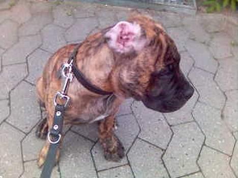 Blanding af racer Tjalfe - Nu Uden Klodser* - min mor siger jeg lytter dårligt - mon dette hjælper? billede 13