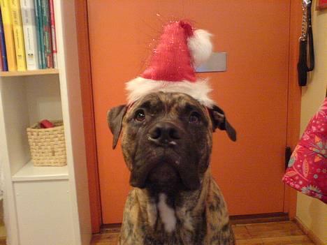 Blanding af racer Tjalfe - Nu Uden Klodser* - Lille Julebilled...  billede 14