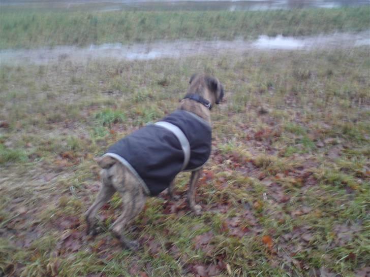 Blanding af racer Tjalfe - Nu Uden Klodser* - Uhhh... En Hund billede 15