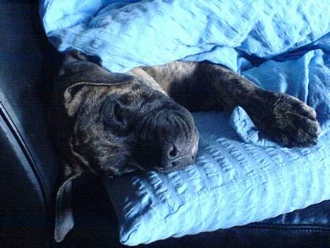 Blanding af racer Tjalfe - Nu Uden Klodser* - HAHA, Har stjålet fars dyne :)   billede 16