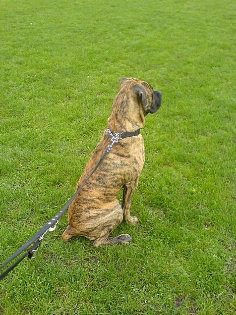 Blanding af racer Tjalfe - Nu Uden Klodser* billede 17