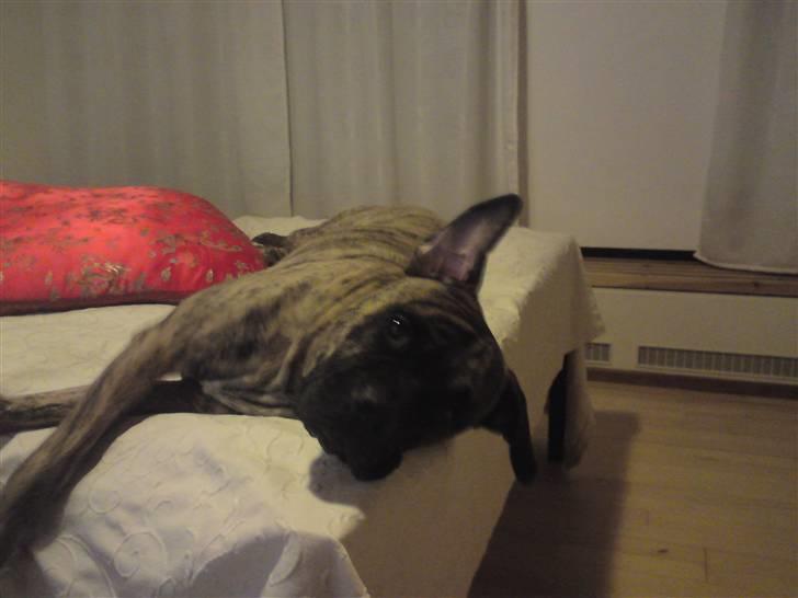 Blanding af racer Tjalfe - Nu Uden Klodser* - skoven  billede 18