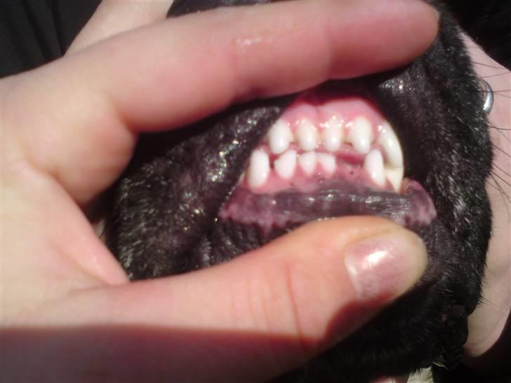 Blanding af racer Tjalfe - Nu Uden Klodser* - tandløse tjalfe billede 19