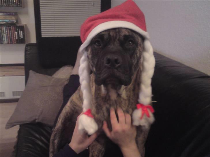 Blanding af racer Tjalfe - Nu Uden Klodser* - Skoven :)  billede 20