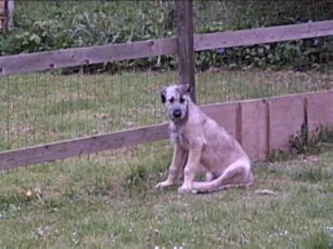 Irsk ulvehund Tara  - Her  er  hun   ca 4 mdr   billede 1