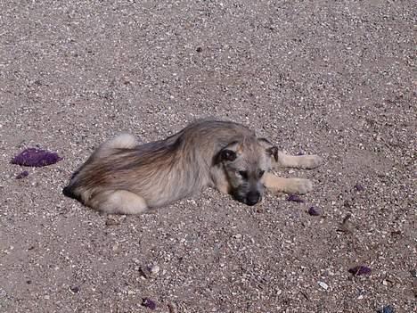 Irsk ulvehund Tara  - Den dag  jeg  så hende  for første gang  billede 2