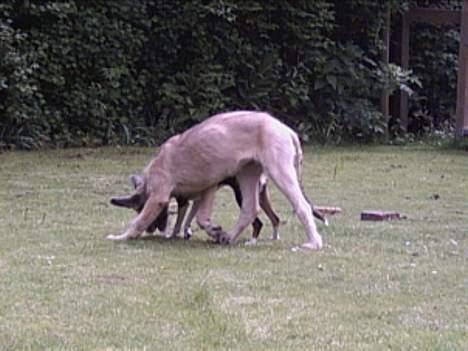 Irsk ulvehund Tara  - altså  .....fik  den  ...vist  ???   (  Tara  leger  med  en  af  de små  ) billede 4
