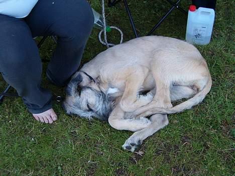 Irsk ulvehund Tara  - kors .. man bliver træt  af  at  udstille  billede 5