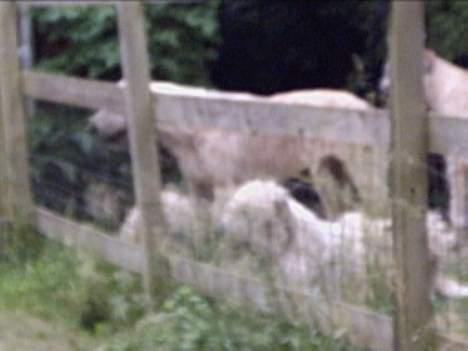 Irsk ulvehund Tara  - Sammen   med  Sandi, Tumling og candy  billede 6