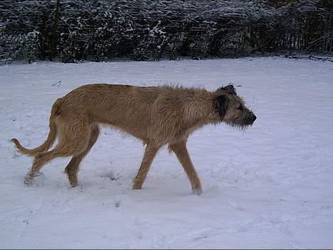 Irsk ulvehund Tara  - Tara  i sneen  , ca 11 mdr gammel  billede 7