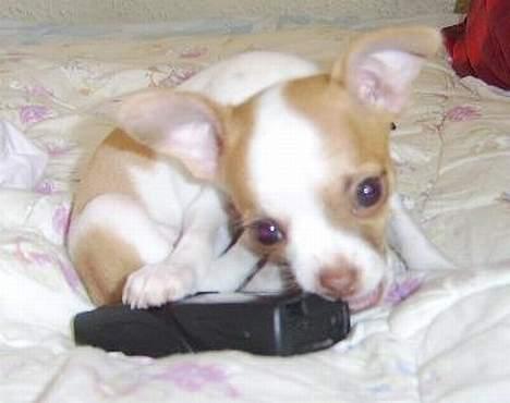 Chihuahua Chanel - Bider lige i fars mobil :b billede 3