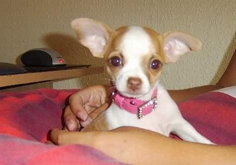 Chihuahua Chanel - Hvad siger du, far :) ? billede 4