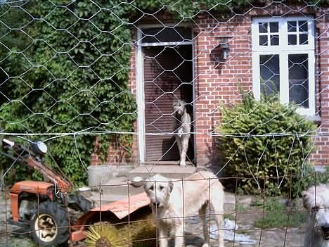 Irsk ulvehund Tara  - Tara  og  Cheena  i døren  billede 9