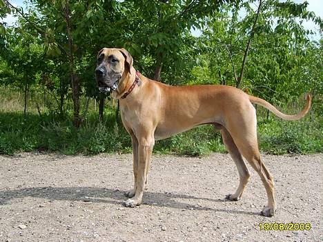 Grand danois Lauritz død d 21 jan 2011 - På vagt billede 15