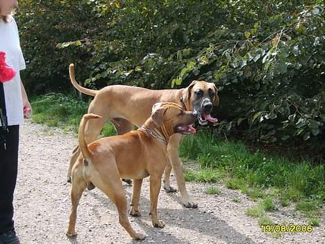 Grand danois Lauritz død d 21 jan 2011 - Leger med Rocky i hundeskoven billede 16