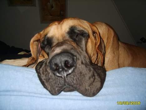 Grand danois Lauritz død d 21 jan 2011 - Gået kold i sengen som jeg ikke må være i.... Godnat billede 17