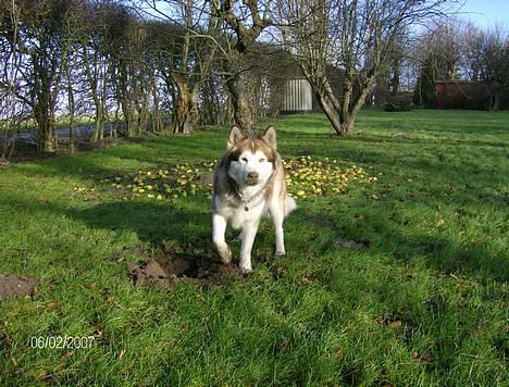 Alaskan malamute moon song`s Dina Død 2009 - store stygge farlige "jæger" billede 6