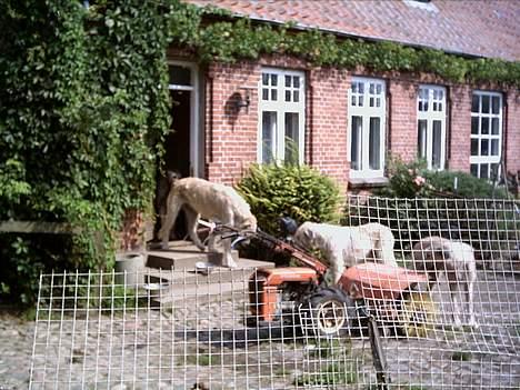 Irsk ulvehund Candy  - Candy i midten sammen med Tumling og Tara  billede 1