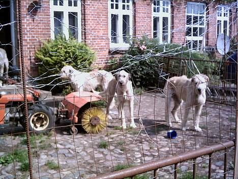 Irsk ulvehund Candy  - Candy +  de 2  andre   billede 2