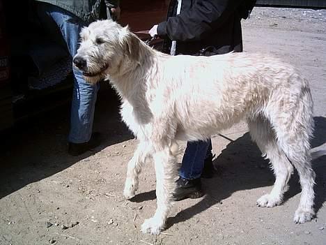 Irsk ulvehund Candy  - Candy -Cream  ,  og  det er hun   billede 3