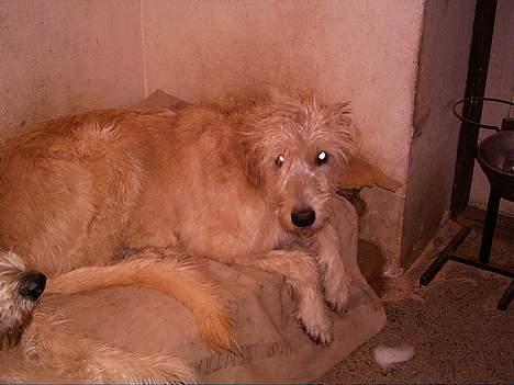 Irsk ulvehund Candy  - Dejlige  pjuskede  Candy  billede 4