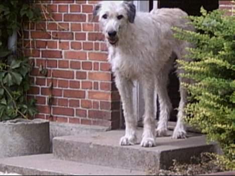 Irsk ulvehund Candy  - Ny trimmede  Candy   billede 5