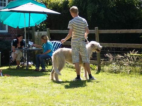 Irsk ulvehund Candy  - Candy og Christoffer  i  Ringen  til  Tåsinge Træffet  2006  billede 6